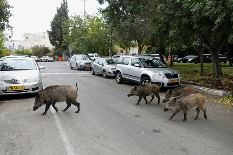 Thành phố của Israel nơi con người sống cùng với lợn rừng