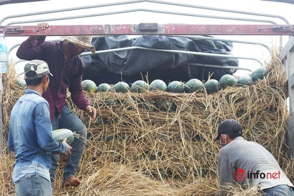 Dưa hấu được mùa được giá, nông dân xứ Quảng rào rào ra đồng thu hoạch, lãi chục triệu đến trăm triệu
