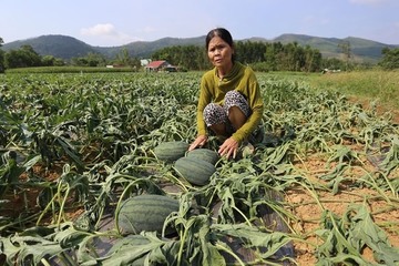 Quảng Nam: Hàng ngàn gốc dưa hấu bị kẻ gian cắt phá