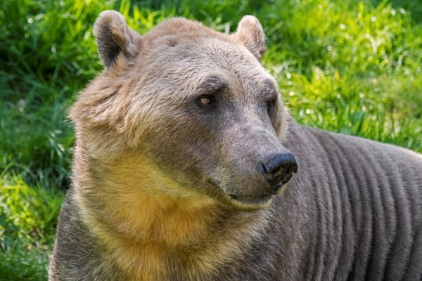 Tiết lộ lý do khiến gấu lai hung dữ lan rộng khắp Bắc Cực