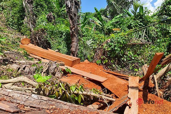 Chủ tịch tỉnh Thừa Thiên - Huế: Xử lý nghiêm trách nhiệm chủ rừng để mất rừng