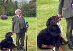 Chó cưng của Tổng thống Ireland gây 'sốt' trong cuộc phỏng vấn vì quá đáng yêu