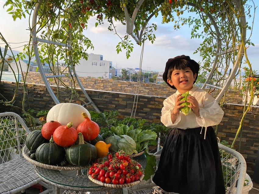 Khu vườn sân thượng thu hoạch cả tạ cà chua ở Đà Nẵng