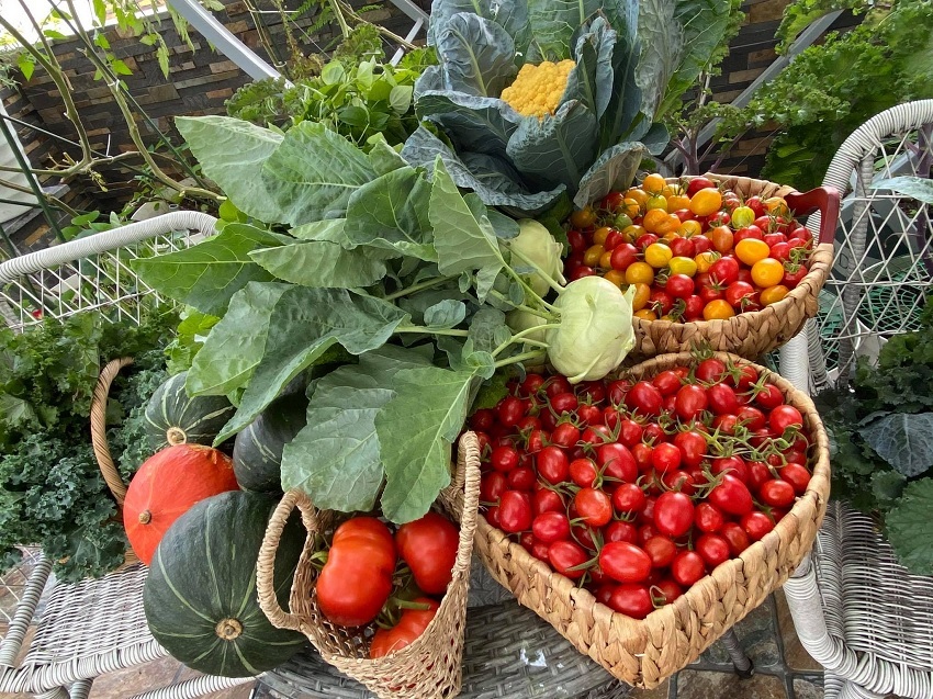 Khu vườn sân thượng thu hoạch cả tạ cà chua ở Đà Nẵng