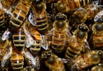 Hà Lan huấn luyện ong để chẩn đoán Covid-19