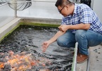 Thanh niên 8x bỏ viên chức nhà nước về nuôi cá Koi Nhật Bản, mỗi năm xuất bán hàng nghìn con