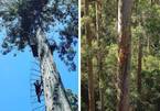Cây cao khổng lồ 165 bậc thang thách thức dân mạo hiểm Australia