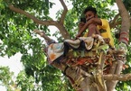 Chàng trai Ấn Độ mắc Covid-19 tự cách ly 11 ngày trên cây