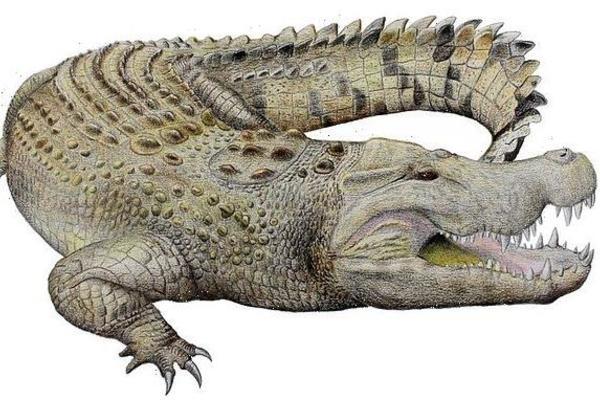 Phát hiện hộp sọ khổng lồ của cá sấu 8 triệu năm tuổi