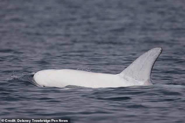 Phát hiện cá voi trắng quý hiếm ngoài khơi bờ biển Mỹ
