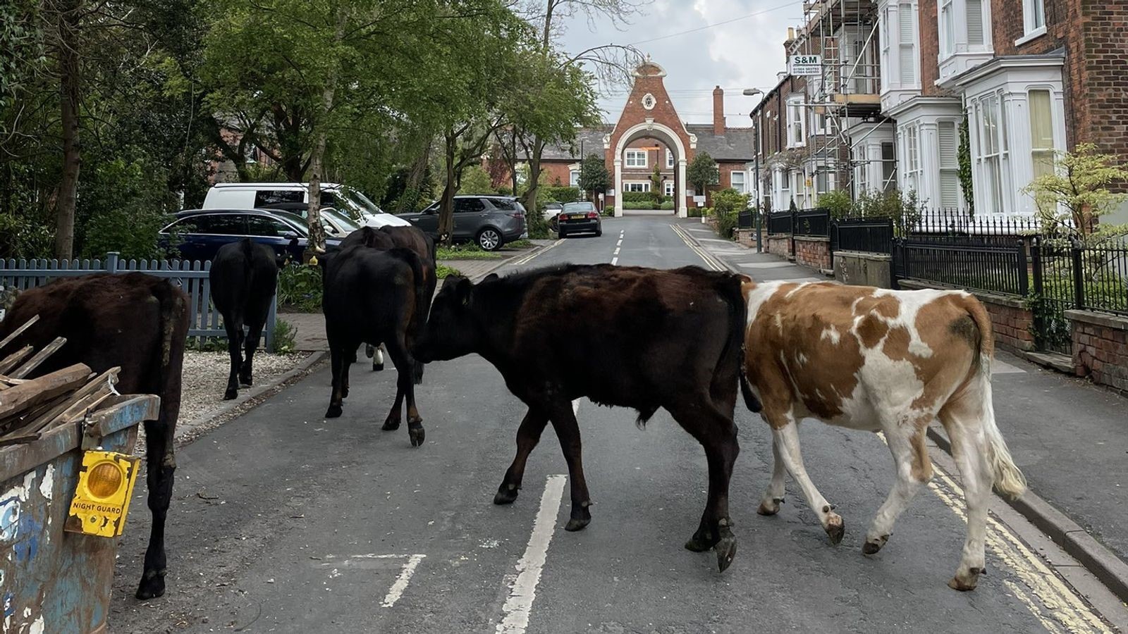 Bỏ trốn khỏi làng quê, 7 con bò đực hung hăng rủ nhau chiếm đóng thành thị