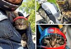 Mèo đi xe máy, đội mũ bảo hiểm cực chất du lịch khắp thế giới