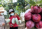 Nông dân Sơn La đưa nông sản lên sàn thương mại điện tử, livestream bán hàng trực tiếp