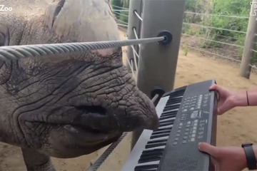 Tê giác chơi đàn piano bằng miệng trong sự kiện đặc biệt