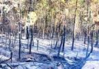 Nghệ An: Hàng trăm người hối hả dập tắt đám cháy rừng thông lúc giữa trưa