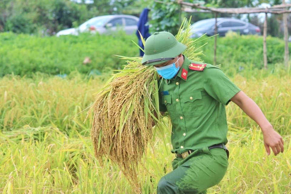 Công an gặt lúa giúp người dân ở Bắc Giang: Tranh thủ cuối tuần và sau giờ hành chính hỗ trợ bà con nhiều nhất