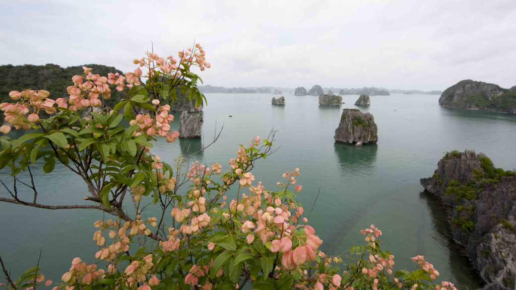 Quảng Ninh: Phát triển du lịch gắn với bảo tồn