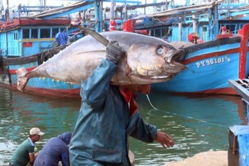 Tháng 4, xuất khẩu cá ngừ tăng 50%