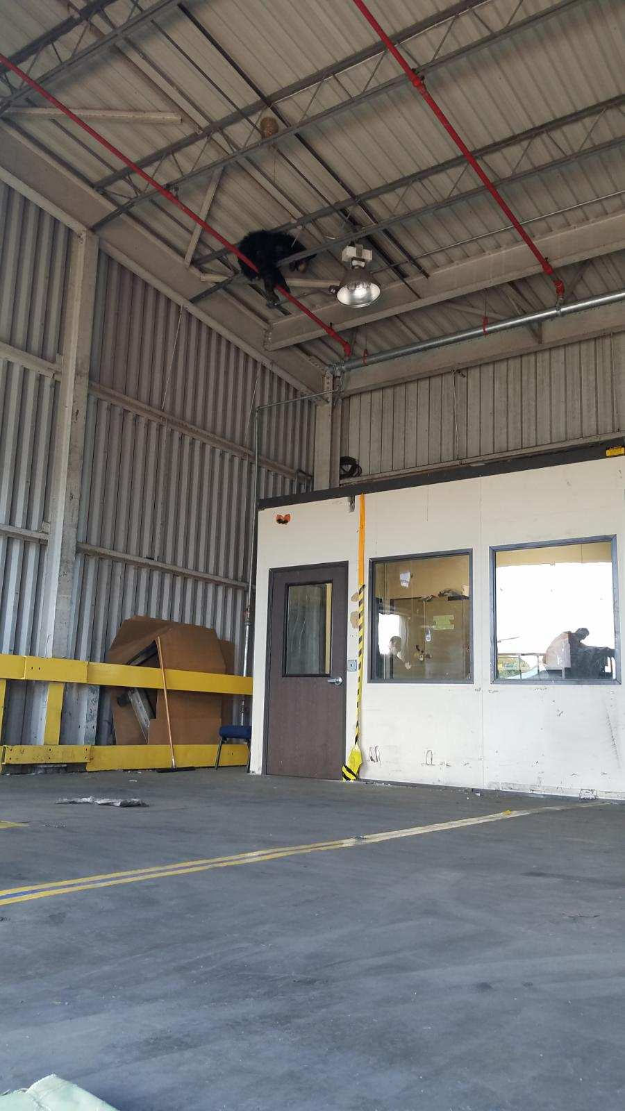 Cá sấu xâm nhập bưu điện, gấu đen mắc kẹt trên trần nhà máy ở Mỹ