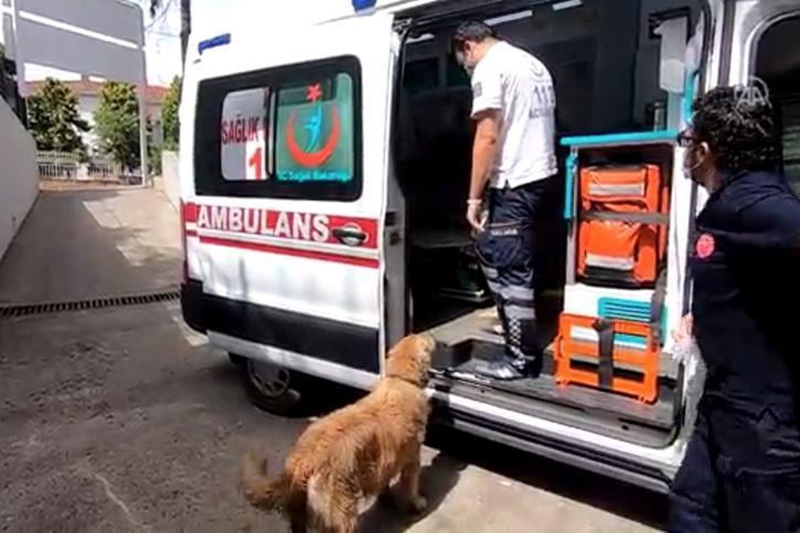 Xúc động chú chó trung thành chạy theo xe cấp cứu đưa chủ đi viện