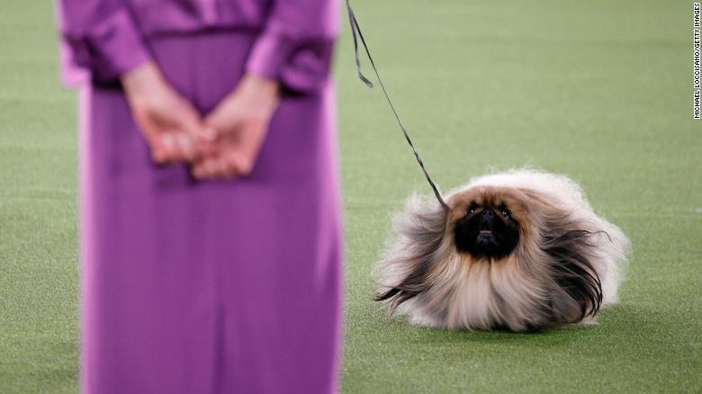 Thú cưng khắp thế giới tranh tài cuộc thi chó thuần chủng lần thứ 145