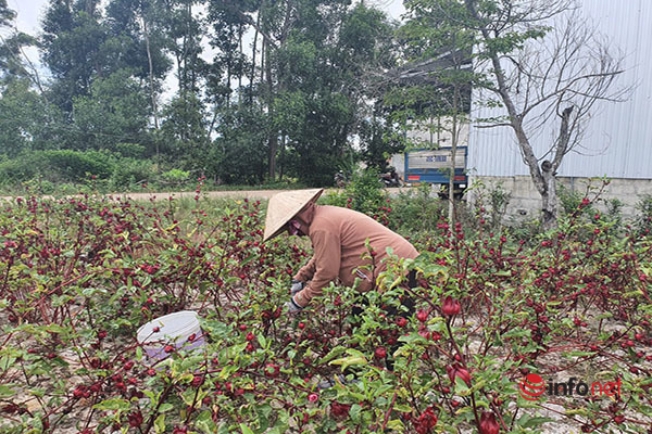 Cận cảnh hoa atisô đỏ trồng trên xã nông thôn mới Thường Thới Tiền Hồng  Ngự  THDT  YouTube