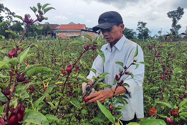Triển vọng phát triển kinh tế từ cây atiso đỏ ở Thừa Thiên  Huế  Kinh  nghiệm làm ăn  Báo ảnh Dân tộc và Miền núi