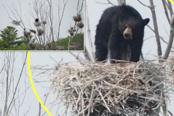 Gấu đen đói ăn cả gan leo lên cây cao 22 mét săn mồi
