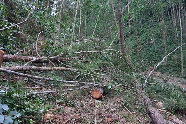 Huế: Cán bộ QLBV rừng tiếp tay cho ‘lâm tặc’, khởi tố 10 đối tượng chặt phá 55 cây thông