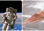 'Mực không gian', sinh vật giúp phi hành gia khỏe mạnh hơn?