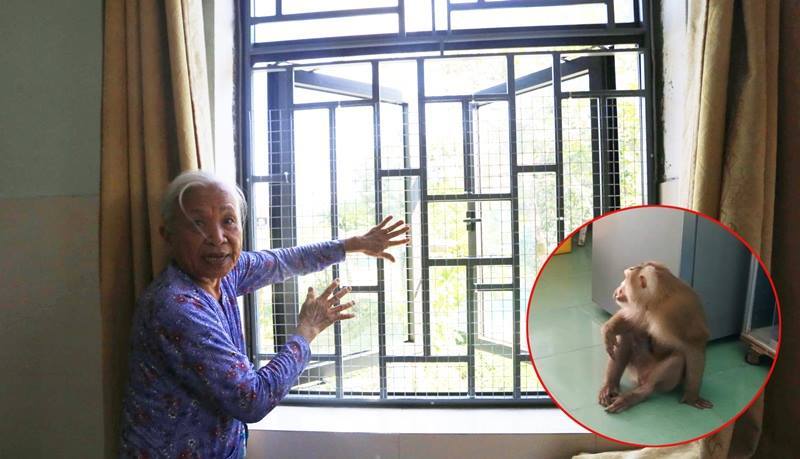 Quảng Nam: Khỉ lạ 'đột nhập' nhà dân quậy phá, mở tủ lạnh lục đồ ăn