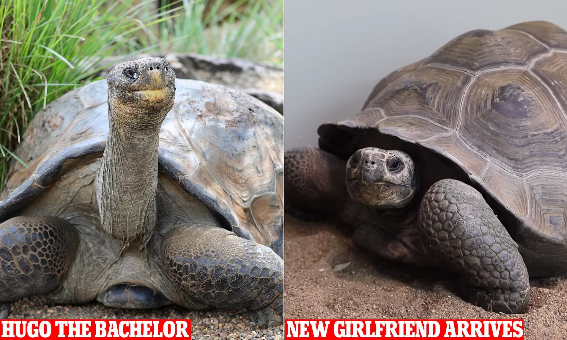 Cuộc gặp gỡ giữa cụ rùa 70 tuổi và 'bạn gái' 21 tuổi