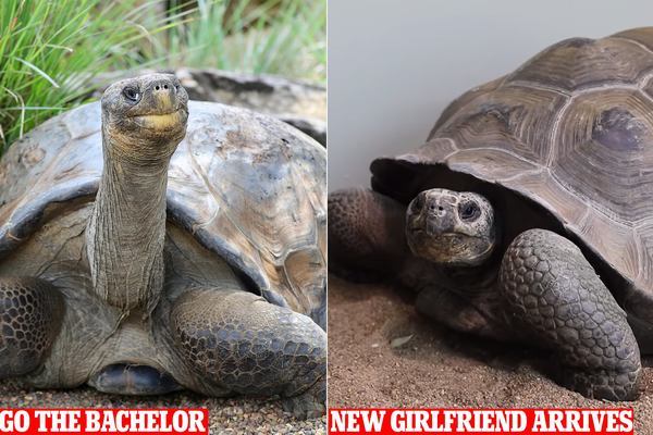 Cuộc gặp gỡ giữa cụ rùa 70 tuổi và 'bạn gái' 21 tuổi
