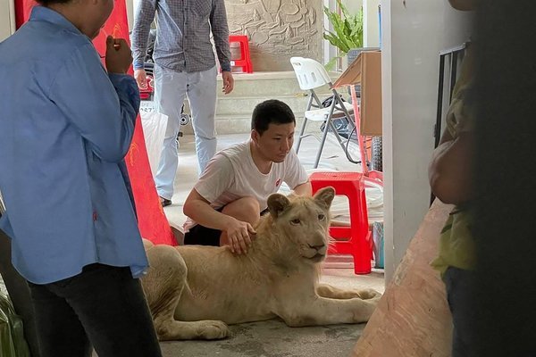 Cảnh sát tịch thu con sư tử bị người đàn ông Trung Quốc biến thành thú cưng