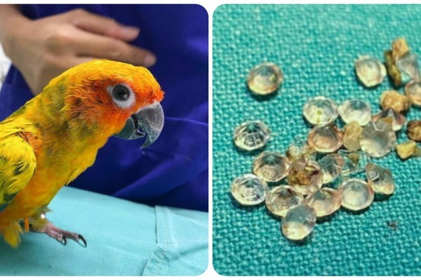 'Siêu trộm thông minh' vẹt lén cuỗm sạch kim cương rồi giấu chỗ hiểm khiến chủ mỏi mắt tìm không ra