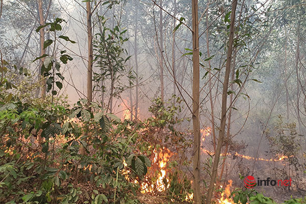 cháy rừng,cháy rừng thông,Thừa Thiên Huế,cháy dữ dội,nắng nóng gay gắt