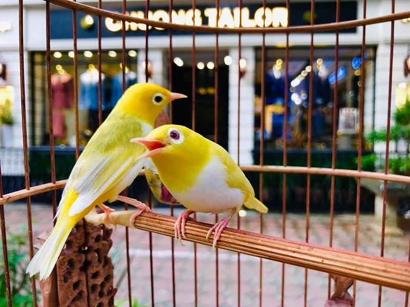 Đại gia Chương Tailor tiết lộ thú chơi chim đột biến màu: Tiền mua chim 10