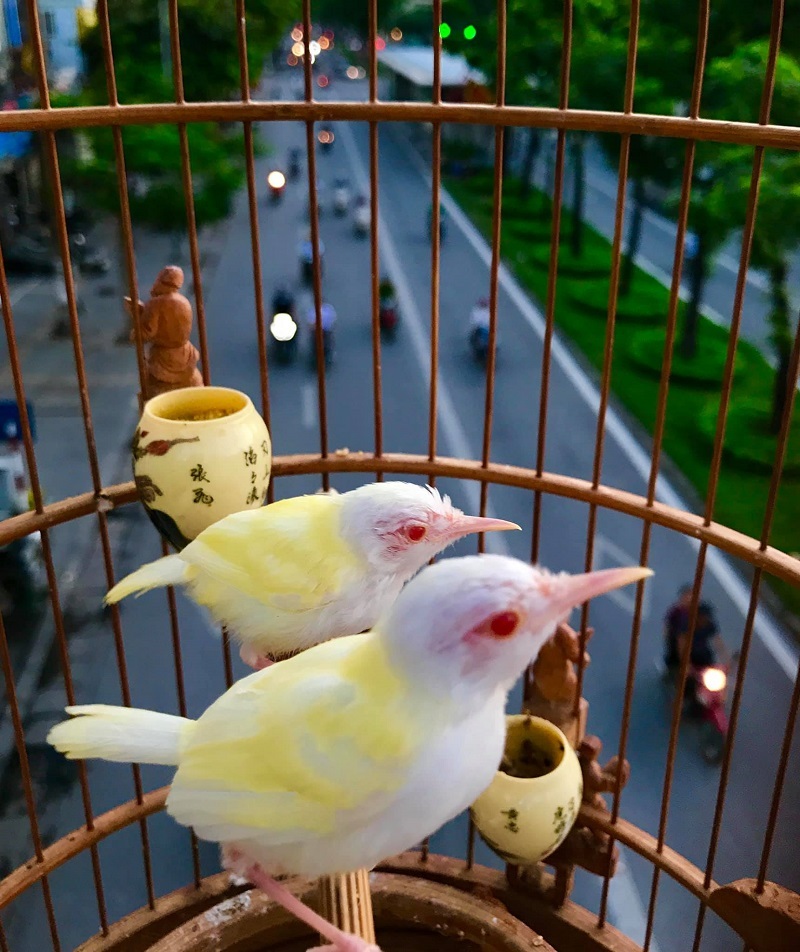 Ngắm đàn chim trĩ 7 màu quý hiếm của đại gia Thái Nguyên - Tạp chí Doanh  nghiệp Việt Nam