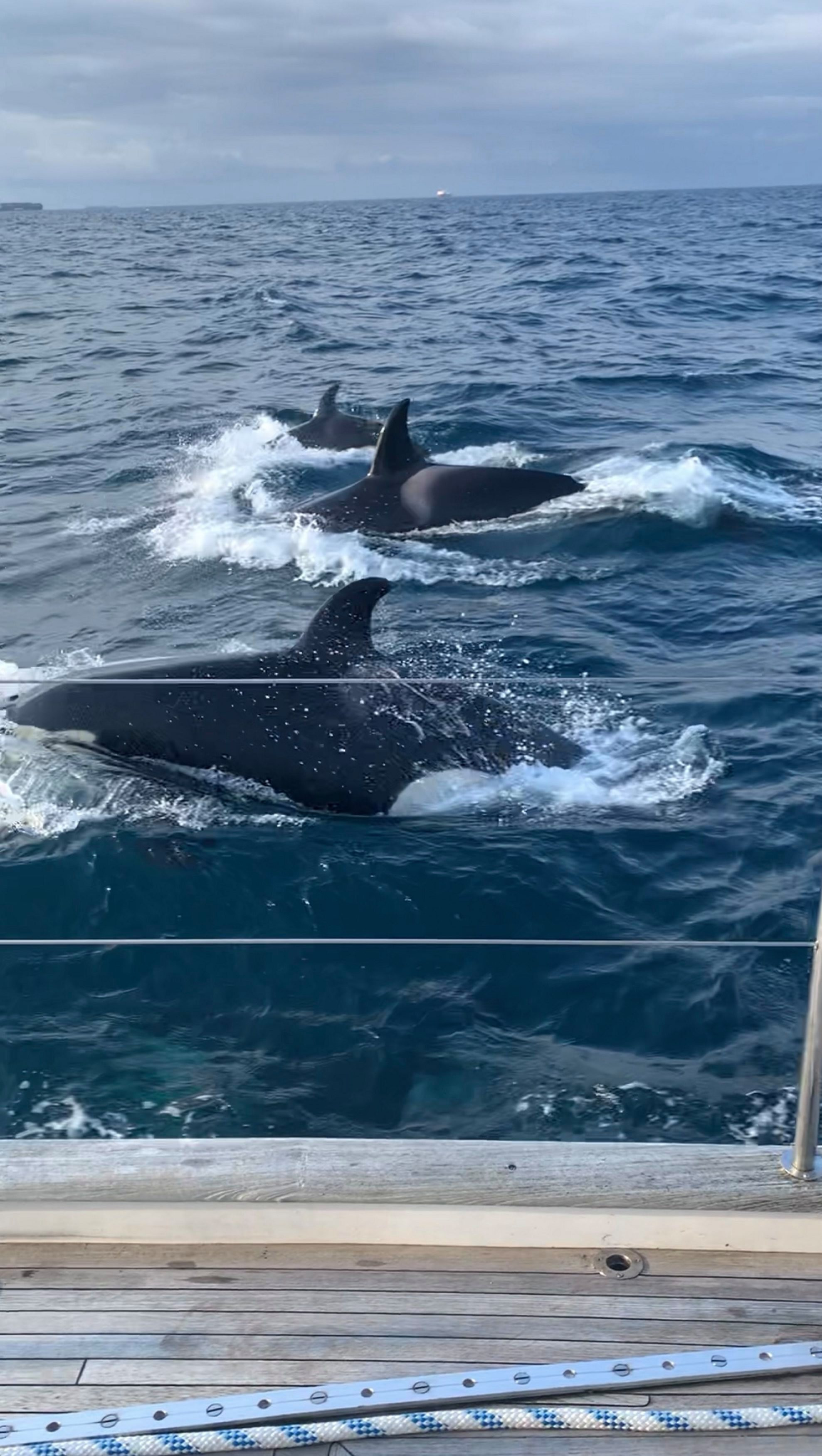 Khoảnh khắc kinh hoàng 30 con cá voi sát thủ vây hãm, tấn công du thuyền