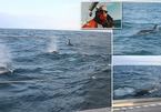 Khoảnh khắc kinh hoàng 30 con cá voi sát thủ vây hãm, tấn công du thuyền