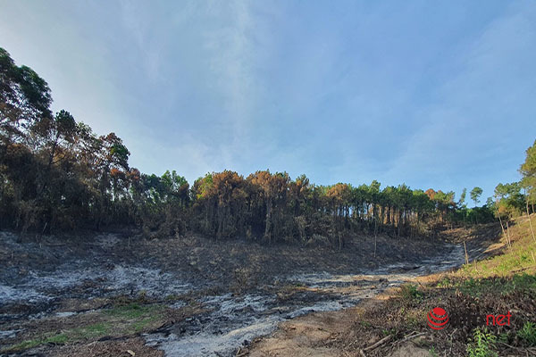 Đạn lân tinh phát nổ gây cháy 213ha rừng, đồi thông mất màu xanh