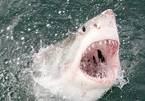 Đối mặt với cá mập trắng lớn, người đàn ông may mắn thoát chết