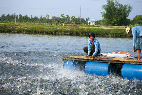 Cần Thơ: Diện tích nuôi trồng thủy sản trong 6 tháng đầu năm ước tăng 2,22%