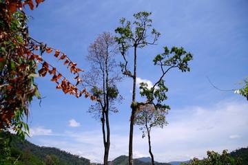 Quảng Nam: Thêm một người tử vong khi trèo cây hái hạt ươi