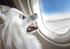 Chó mèo được đi du lịch, ngồi bên cạnh chủ nhân trong khoang hành khách