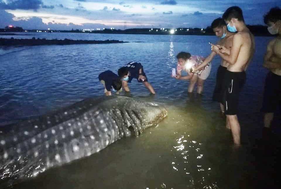 Phát hiện cá lạ nặng hơn một tấn trôi dạt vào bãi biển ở Nghệ An