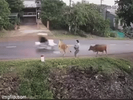 Hai cô gái đi xe máy bị bò húc ngã văng ra đường, thái độ của chủ bò gây bức xúc