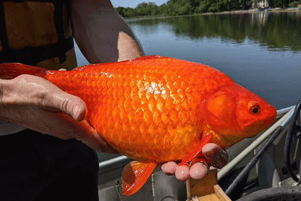 Choáng vì cá vàng 30 cm xuất hiện trong hồ tự nhiên