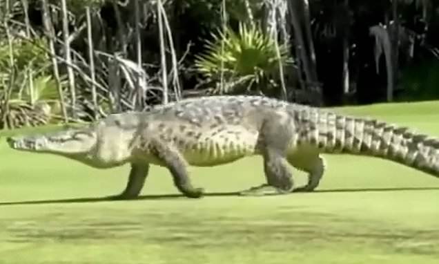 Cá sấu béo núc lừng lững đi dạo quanh sân golf khiến khách du lịch choáng váng