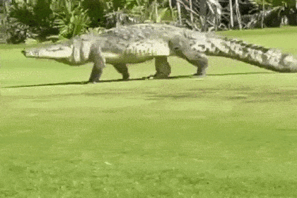 Cá sấu béo núc lừng lững đi dạo quanh sân golf khiến khách du lịch choáng váng